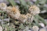 Echinops maracandicus