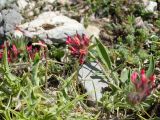 Anthyllis vulneraria subspecies rubriflora. Цветущее растение. Греция, о-в Крит, ном Ханья (Νομός Χανίων), дим Сфакион (Δήμος Σφακίων), горный массив Лефка Ори (Λευκά Όρη), ≈ 1800 м н.у.м., каменистая россыпь. 21 июня 2017 г.