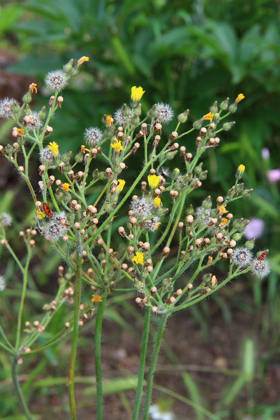 Image of Pilosella &times; auriculoides specimen.