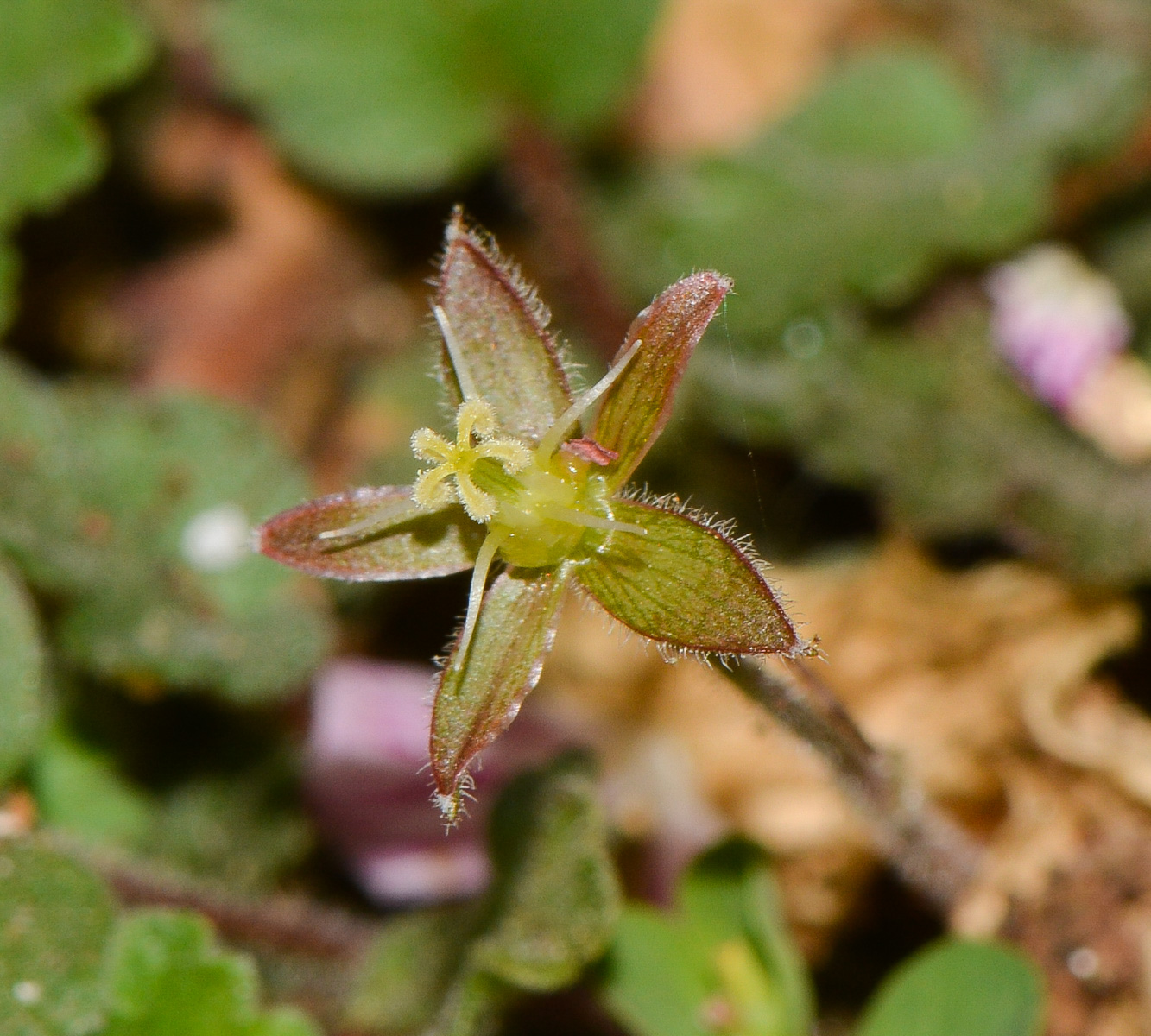 Image of genus Oxalis specimen.