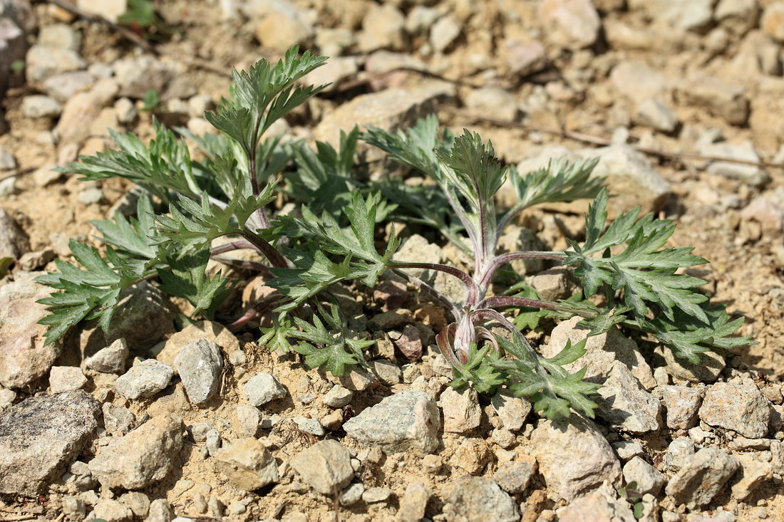 Image of Artemisia vulgaris specimen.