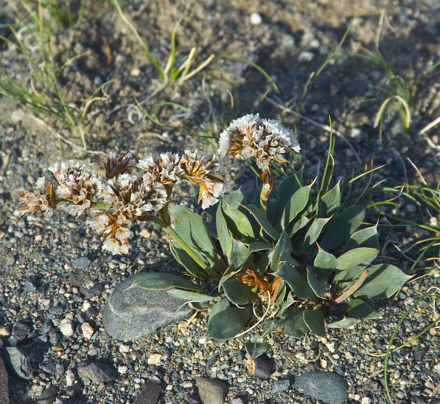 Image of Goniolimon speciosum specimen.