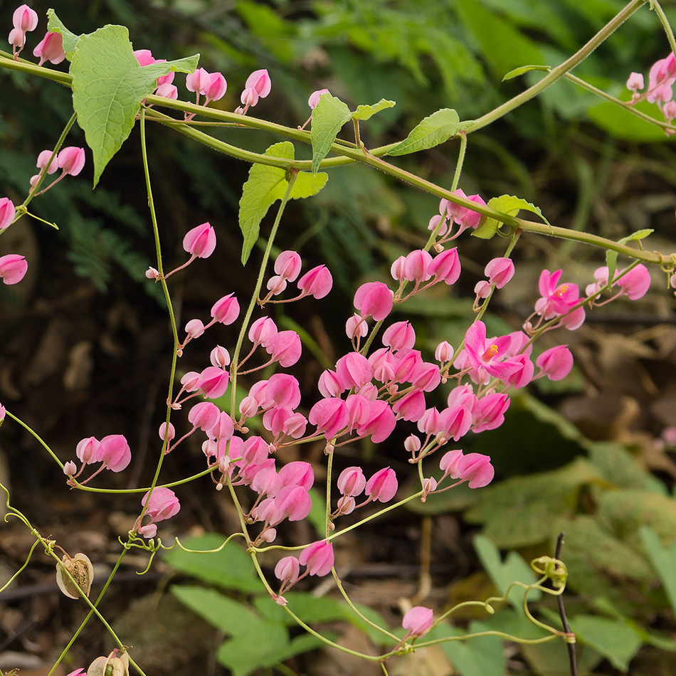 Изображение особи Antigonon leptopus.