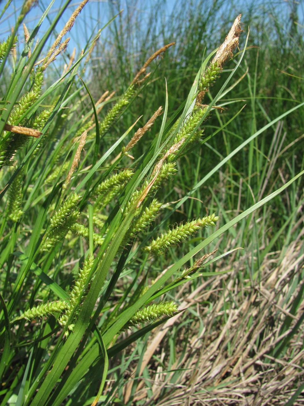 Image of genus Carex specimen.