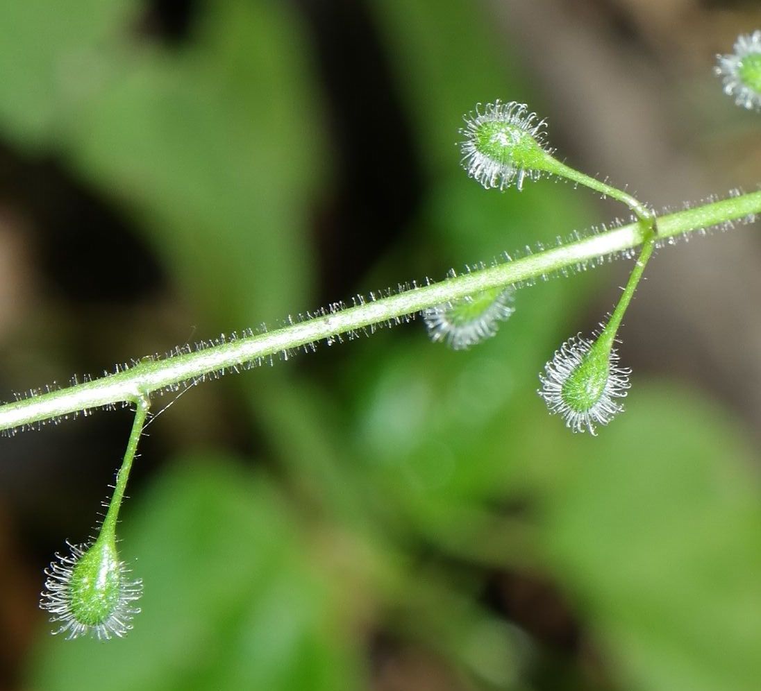 Изображение особи Circaea lutetiana.