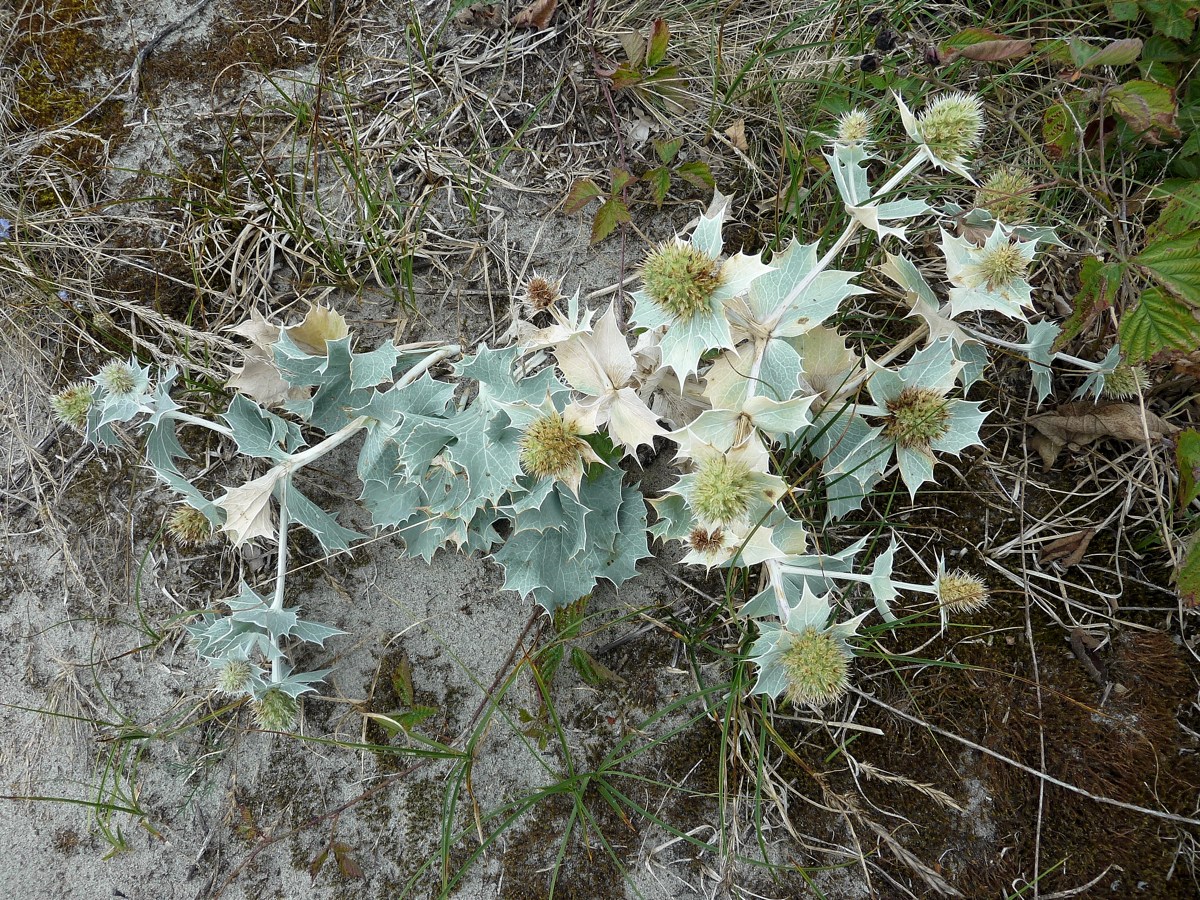 Изображение особи Eryngium maritimum.