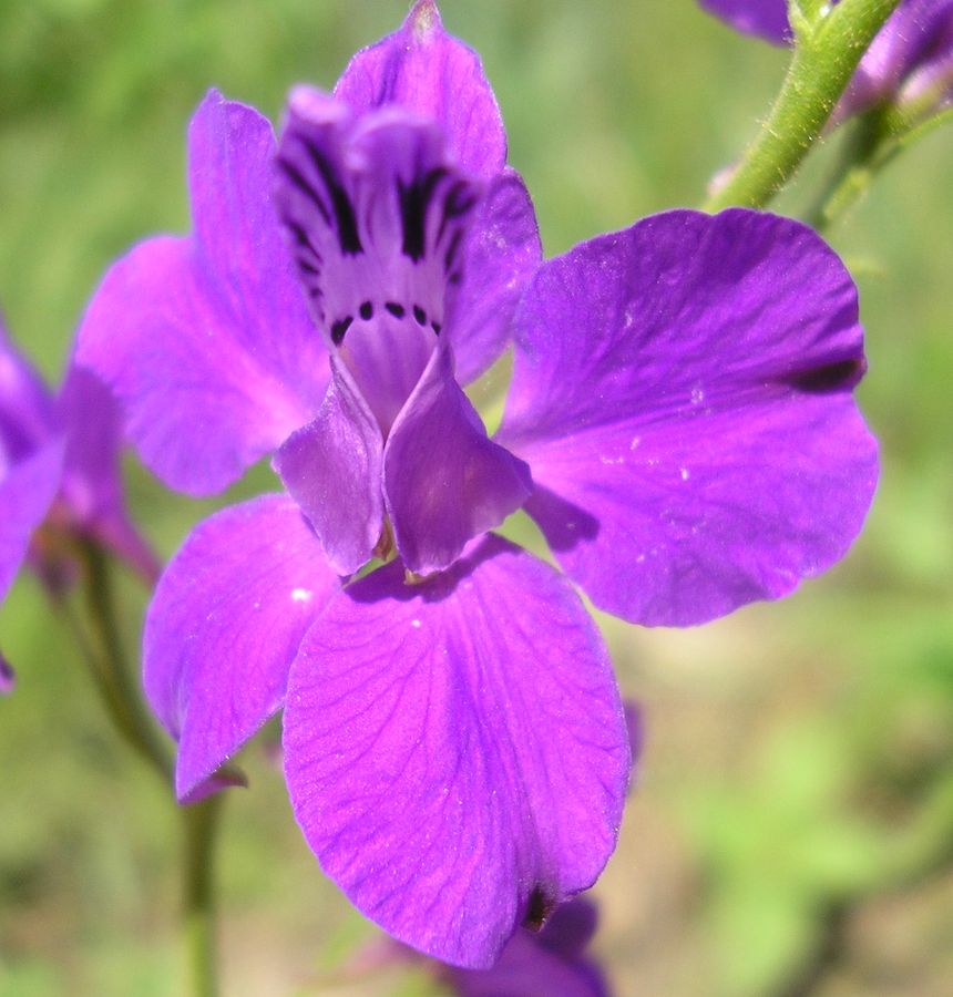 Изображение особи Delphinium hispanicum.