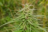 Cannabis sativa variety spontanea. Верхушка плодоносящего растения. Башкортостан, Учалинский р-н, Ильчигуловский сельсовет, окр. дер. Мулдашево, подножие хр. Нурали, пустырь, заросший рудеральной растительностью. 7 сентября 2018 г.