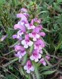 Pedicularis langsdorfii. Верхушка цветущего растения. Чукотка, Чаунский р-н, г. Певек, зеленая зона между микрор-нами. 15.06.2018.