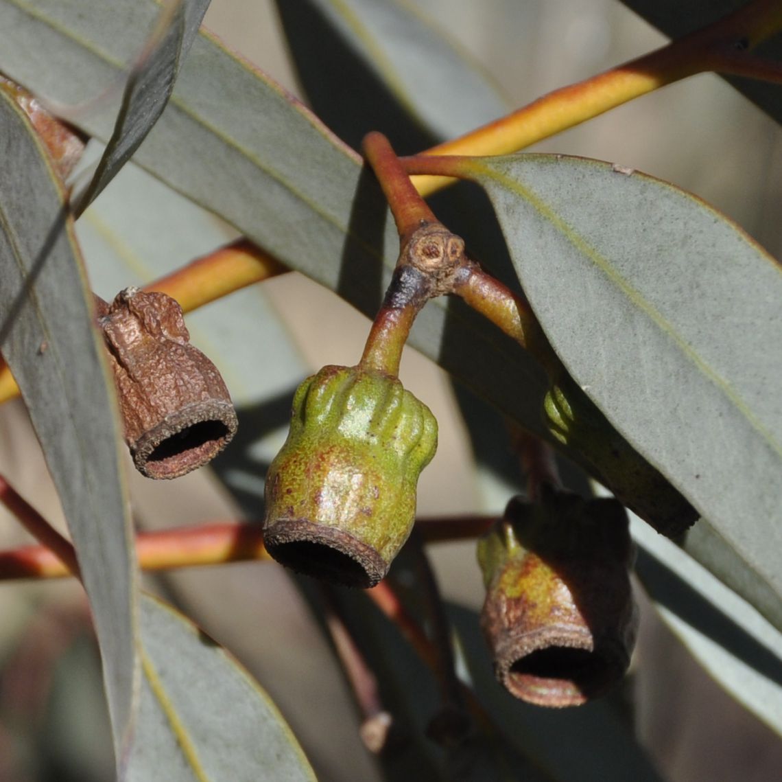 Image of genus Eucalyptus specimen.