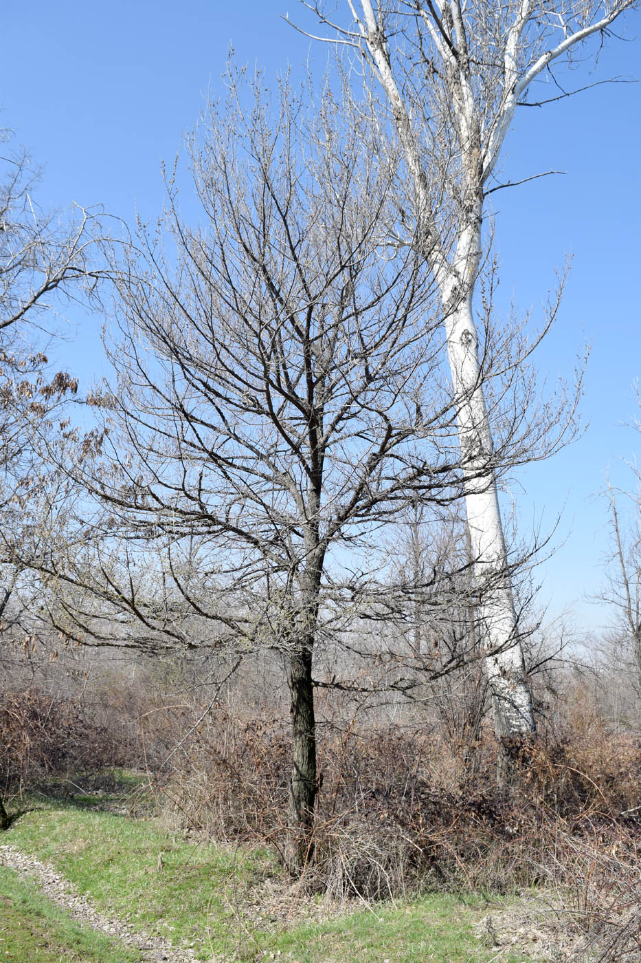 Image of Ulmus minor specimen.