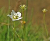 Parnassia palustris. Цветок. Ставропольский край, окр. г. Кисловодск, Берёзовское ущелье, луг в пойме реки. 15.09.2018.