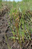 Scheuchzeria palustris. Цветущее растение. Окр. Архангельска, болото. 16.06.2011.