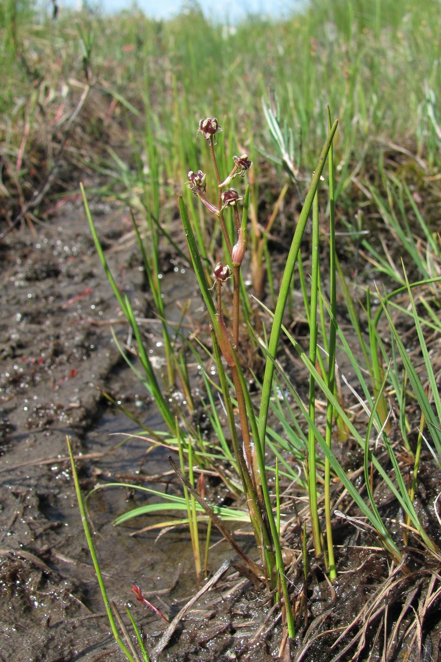 Image of Scheuchzeria palustris specimen.