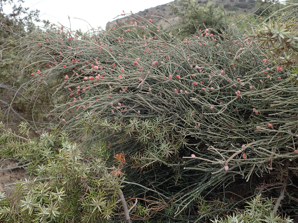 Изображение особи Ephedra foeminea.