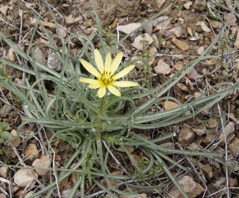 Image of genus Scorzonera specimen.