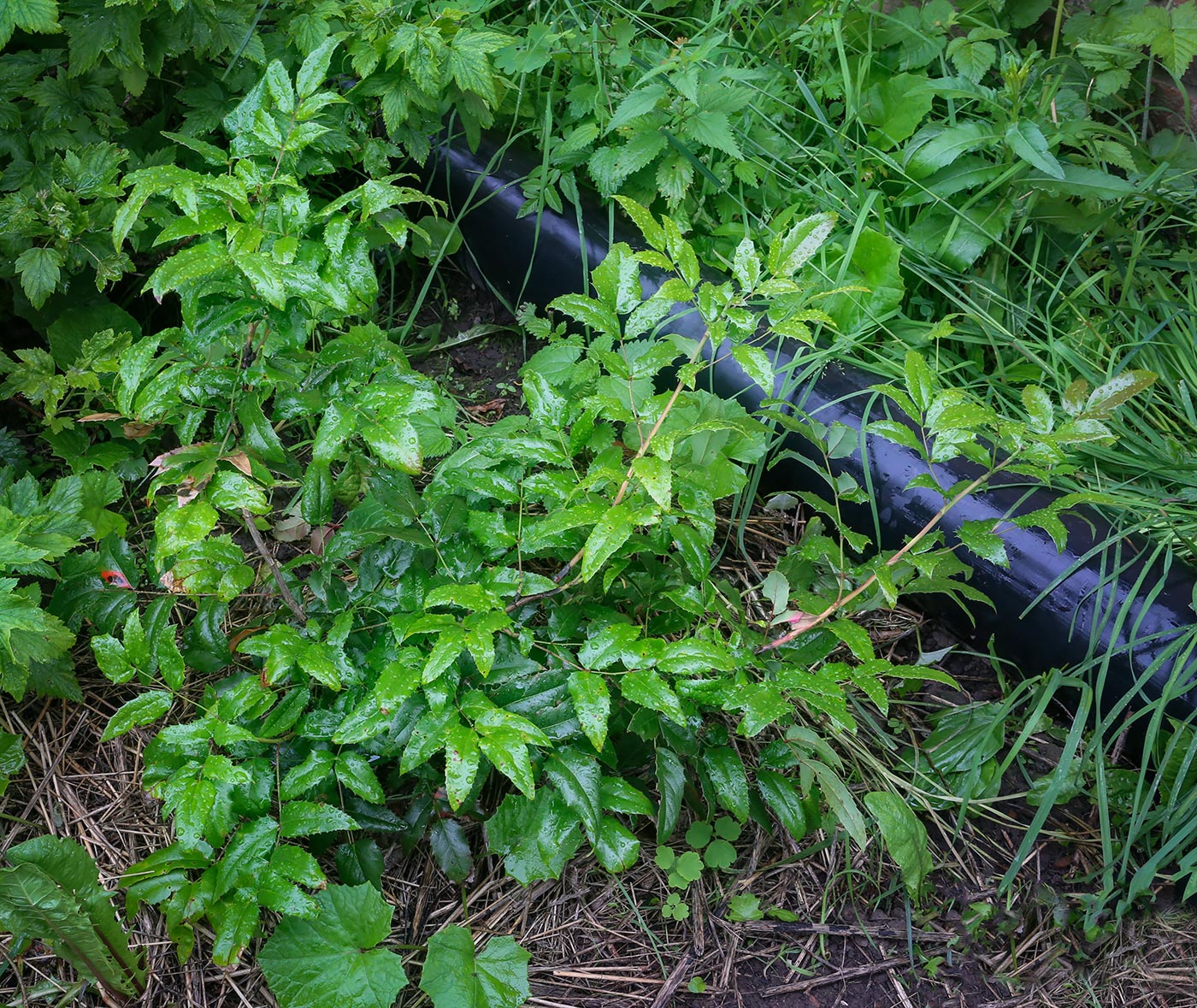 Image of Mahonia aquifolium specimen.