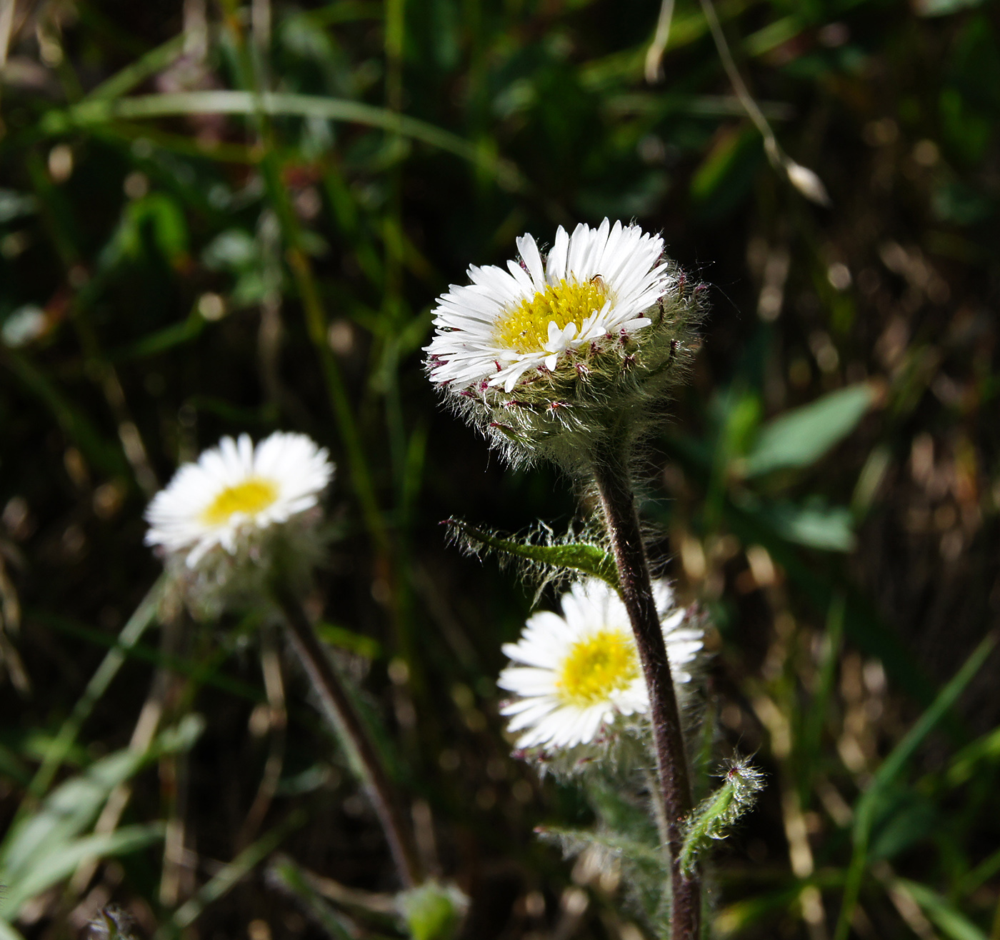 Изображение особи Erigeron eriocephalus.