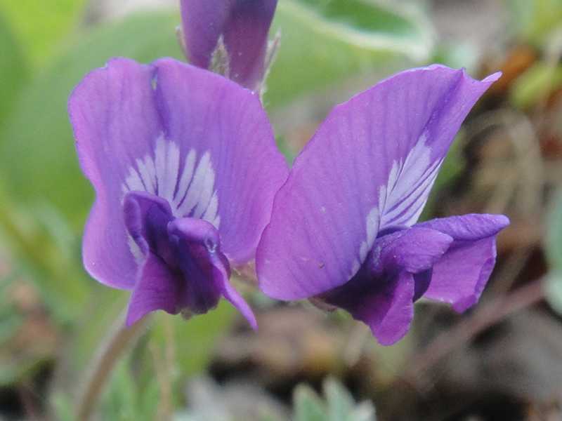 Image of Oxytropis revoluta specimen.