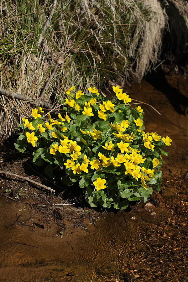 Image of Caltha palustris specimen.