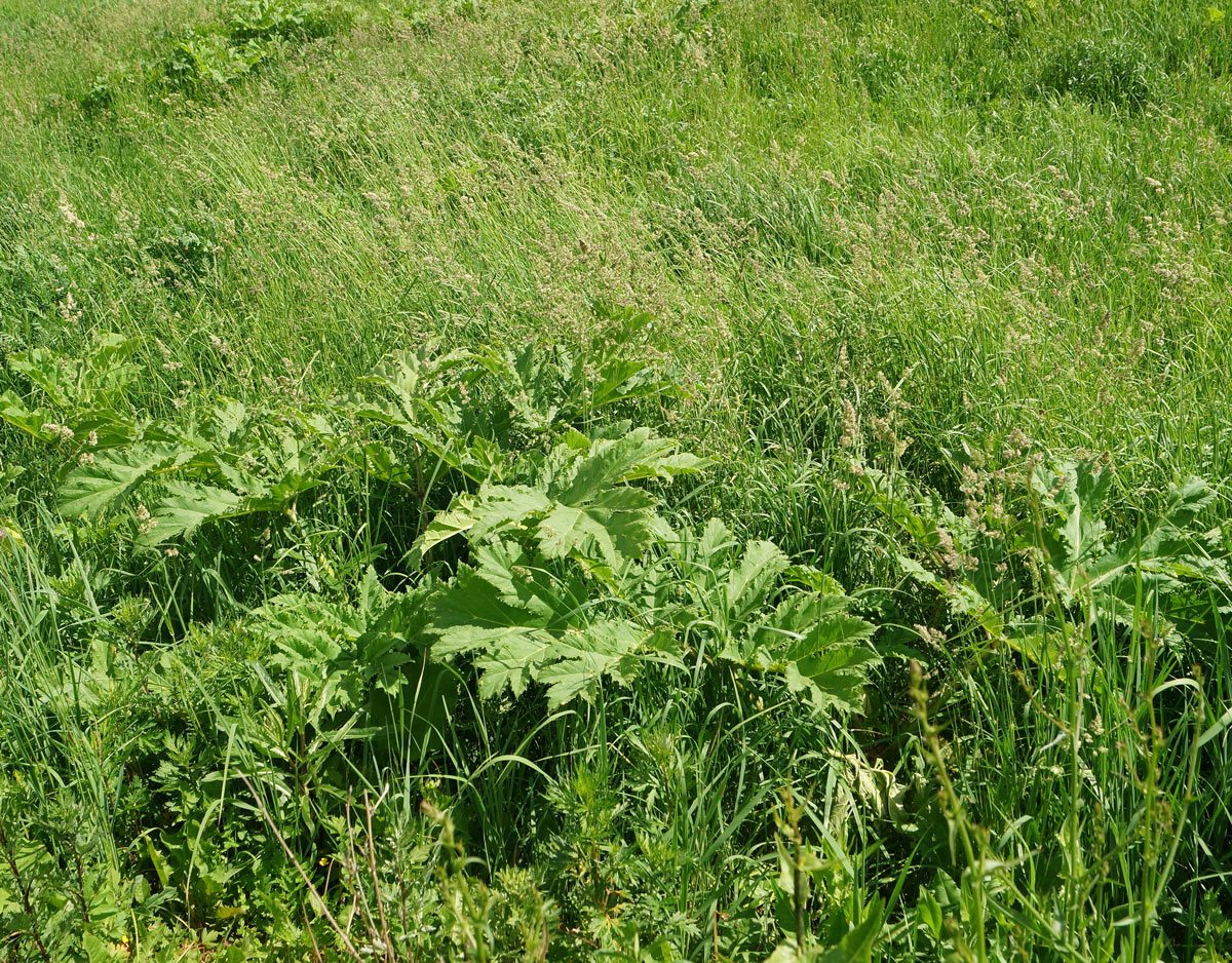 Image of Heracleum sosnowskyi specimen.