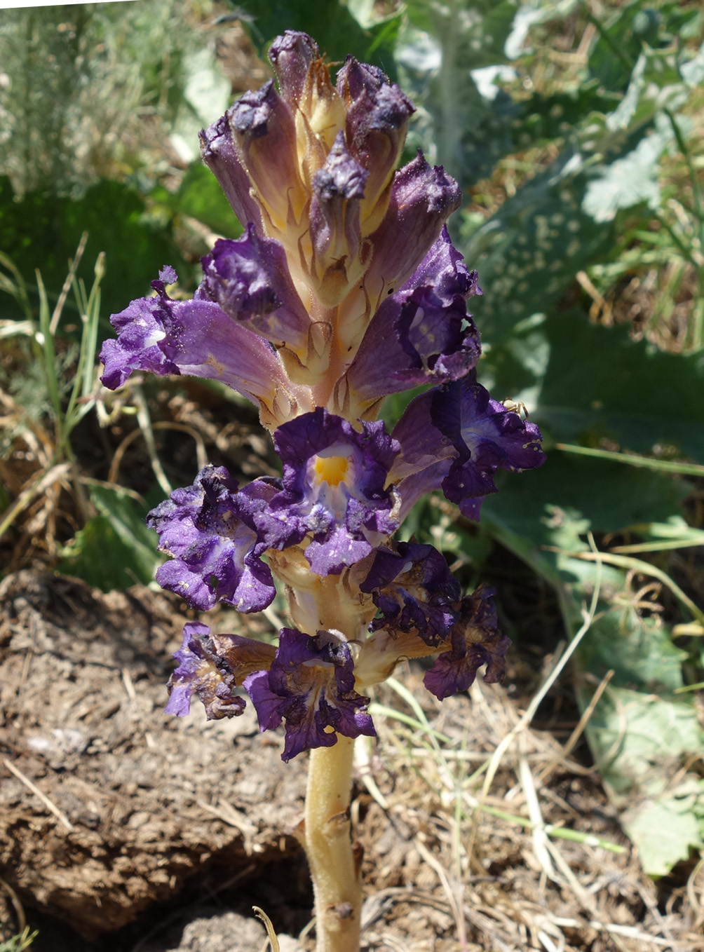 Image of Orobanche amoena specimen.