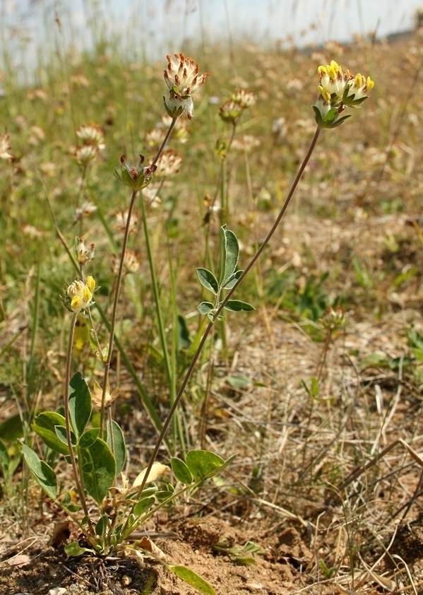 Изображение особи Anthyllis vulneraria.