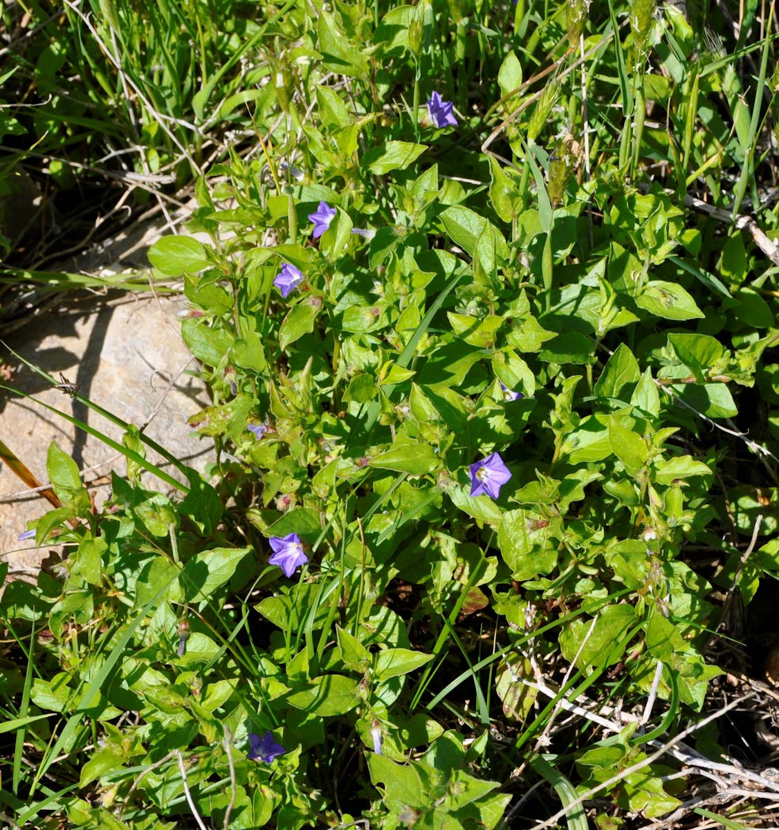 Image of Convolvulus siculus specimen.