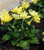 Chrysanthemum indicum