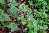 Geranium robertianum