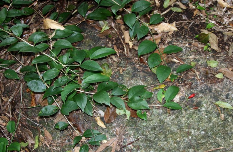 Image of Aeschynanthus moningeriae specimen.