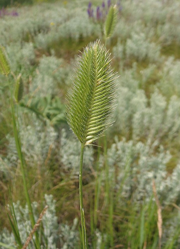 Изображение особи Agropyron pectinatum.