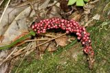 Anthurium lancifolium