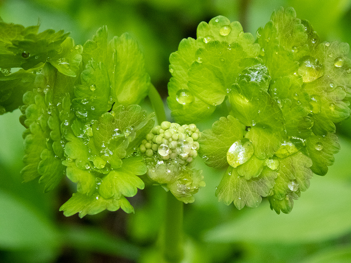 Изображение особи Thalictrum aquilegiifolium.