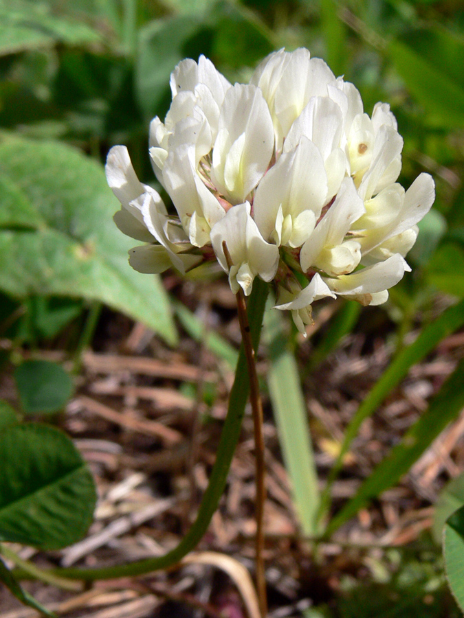 Image of Trifolium repens specimen.