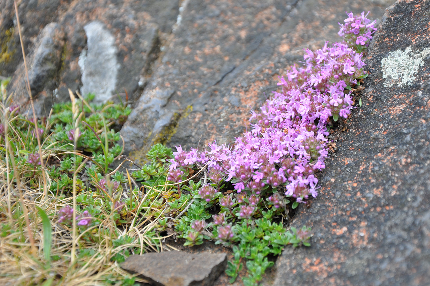 Изображение особи Thymus praecox ssp. britannicus.