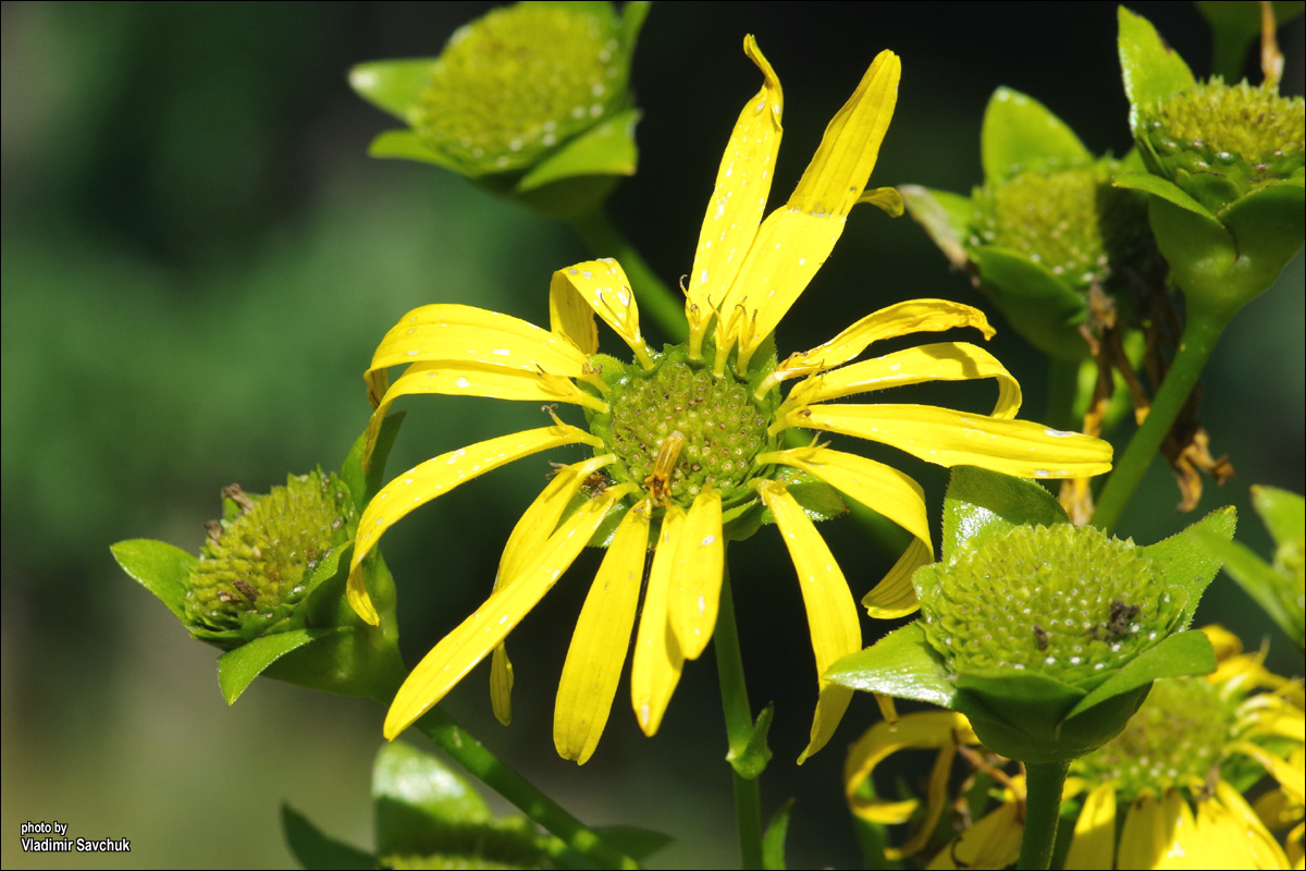 Изображение особи Silphium perfoliatum.