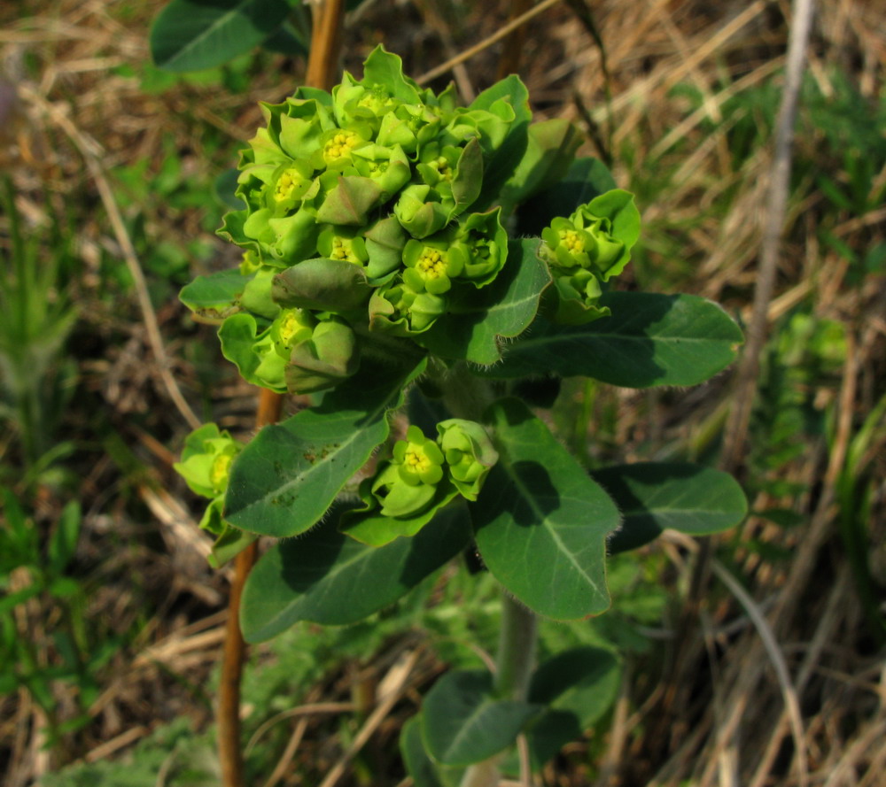 Изображение особи Euphorbia jenisseiensis.