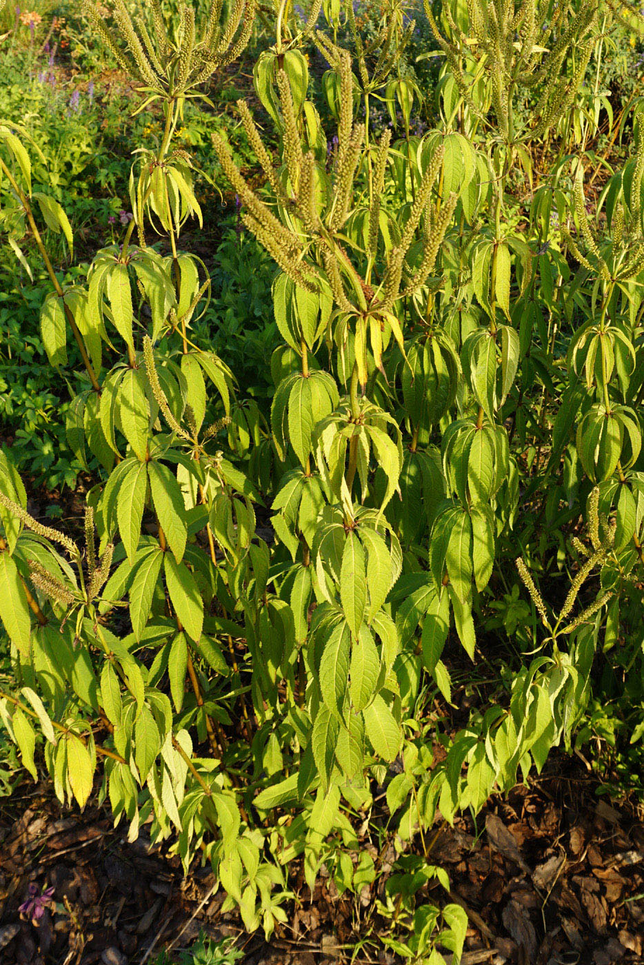 Image of genus Veronicastrum specimen.