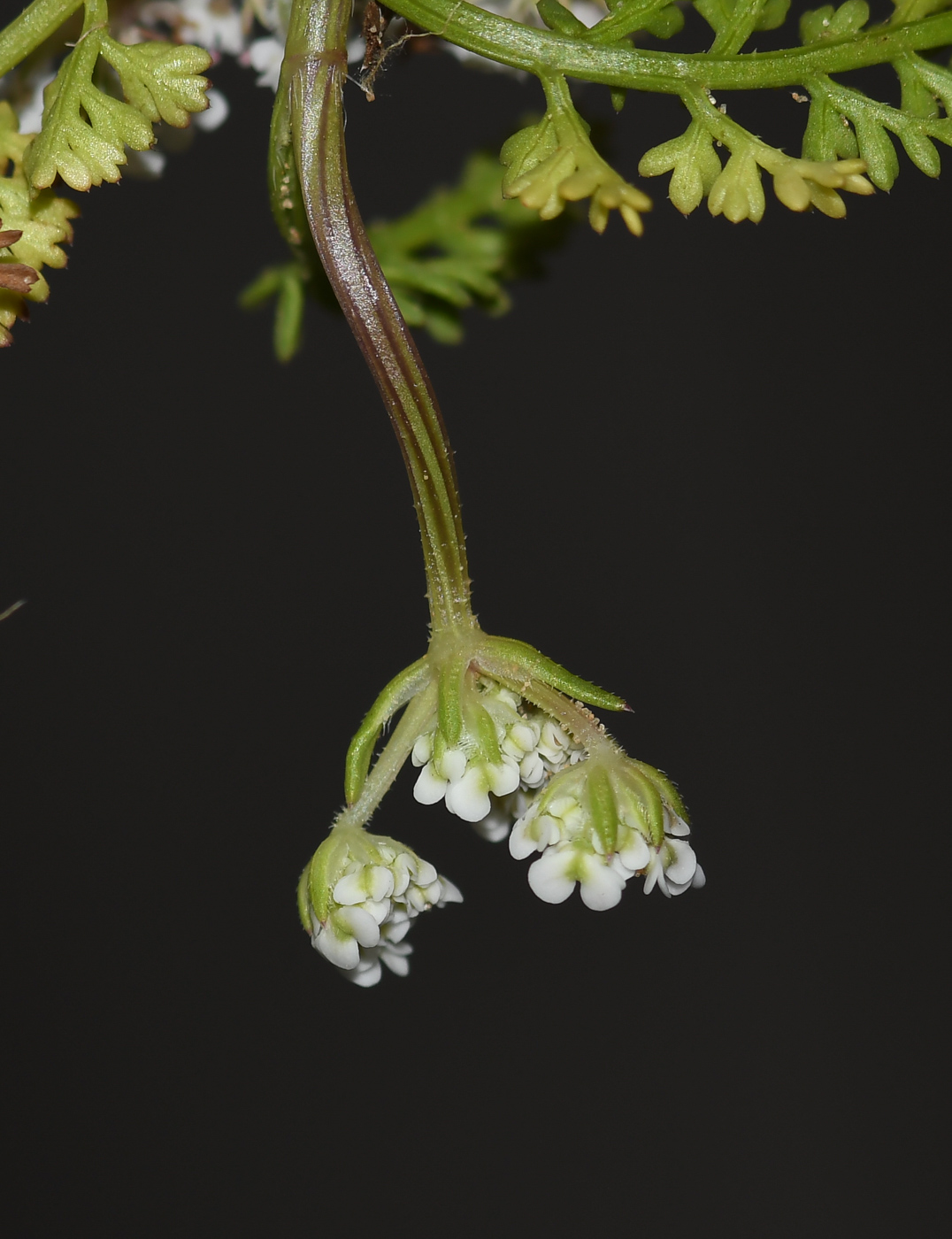 Изображение особи Pseudorlaya pumila.