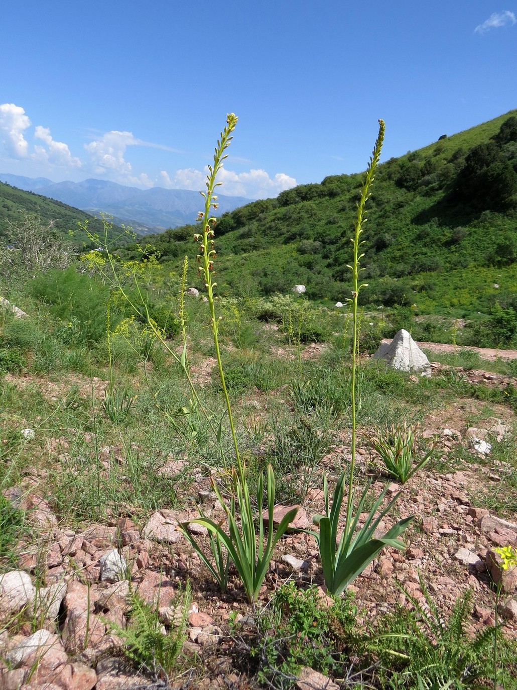 Image of Eremurus turkestanicus specimen.