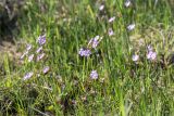 Primula finmarchica