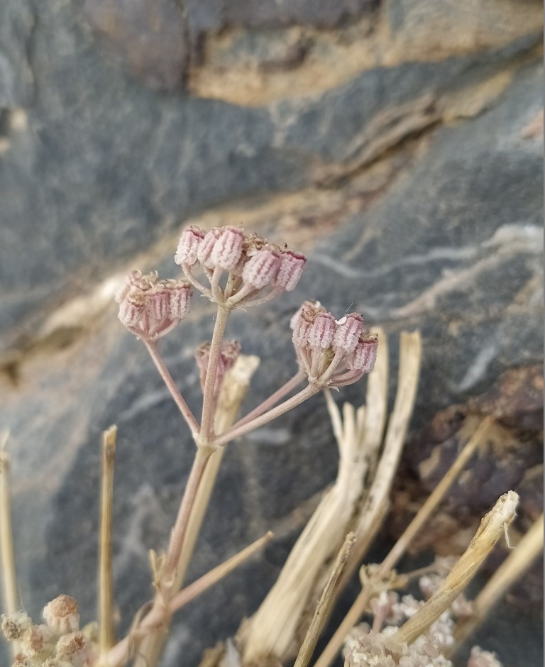 Image of Prangos fedtschenkoi specimen.