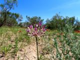 Allium caspium. Верхушка побега с соцветием. Казахстан, Туркестанская обл., Сузакский р-н, Западная Бетпак-Дала, окр. пос. Кыземшек (бывш. Степной), дол. р. Чу, песчаный холм. 10 мая 2021 г.