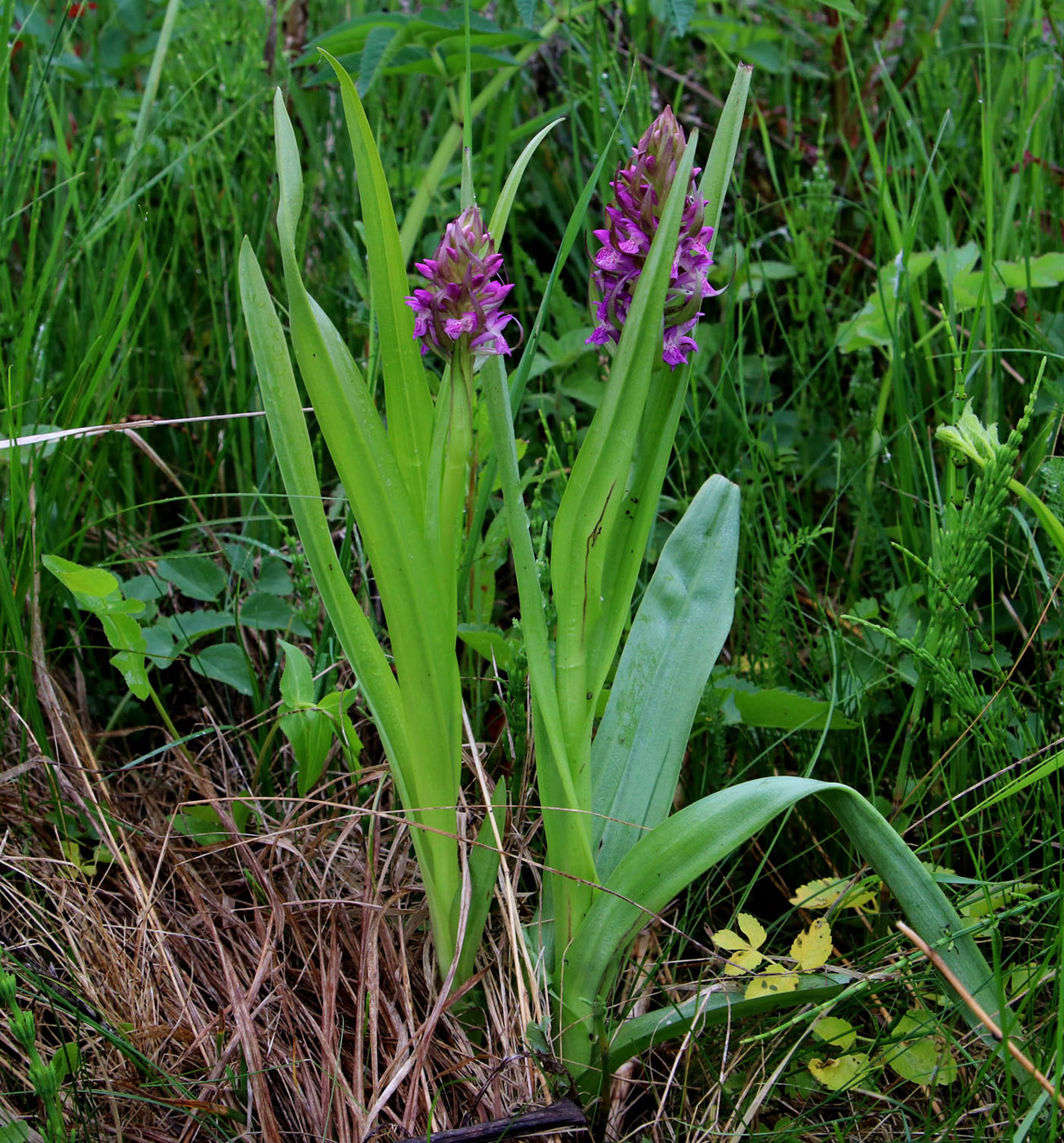 Изображение особи Dactylorhiza incarnata.