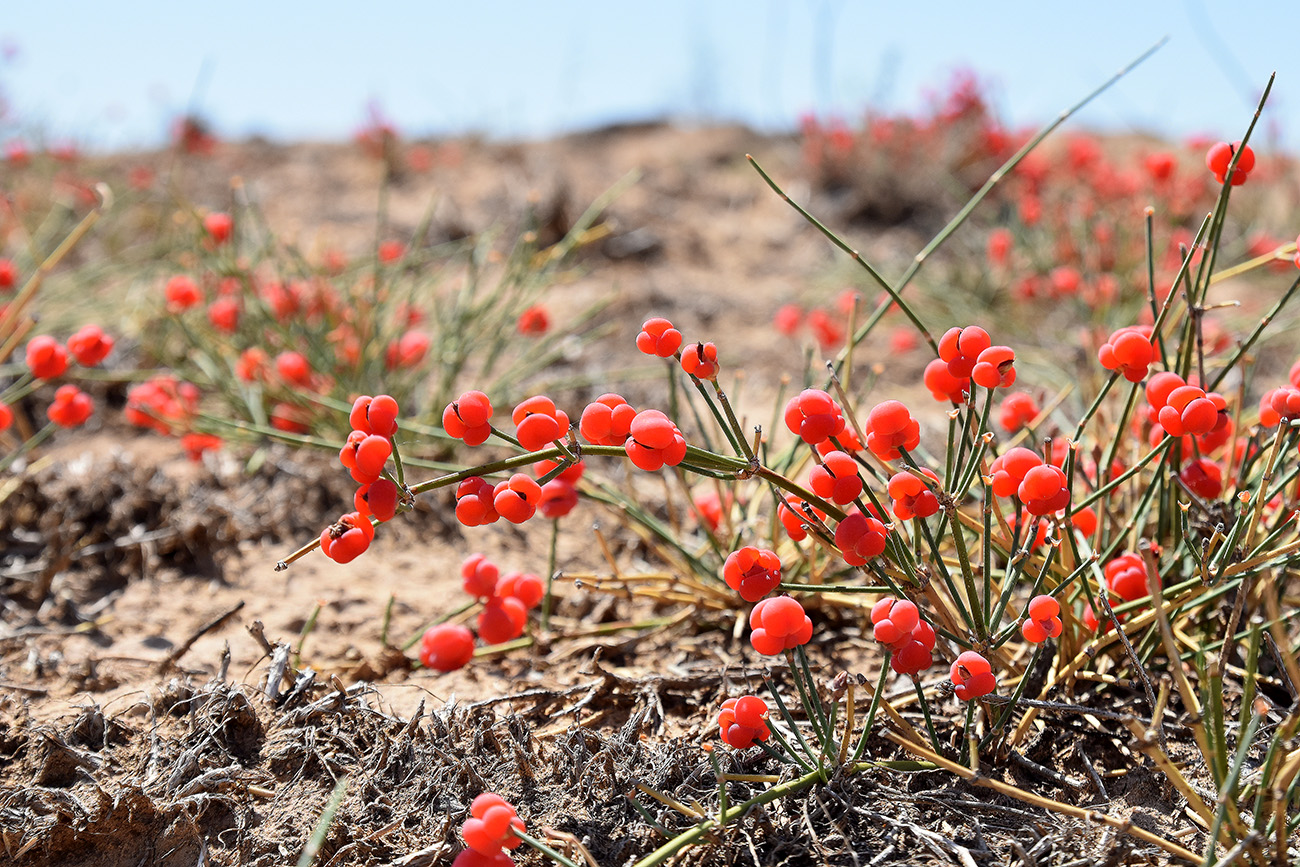 Изображение особи Ephedra distachya.