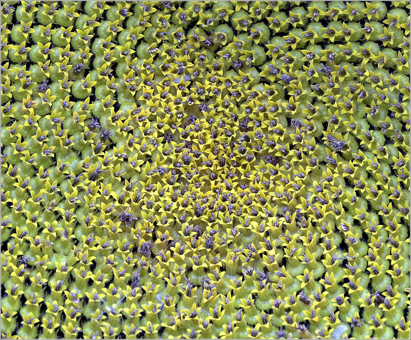 Image of Helianthus annuus specimen.