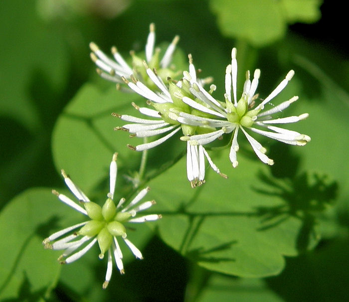 Image of Thalictrum baicalense specimen.