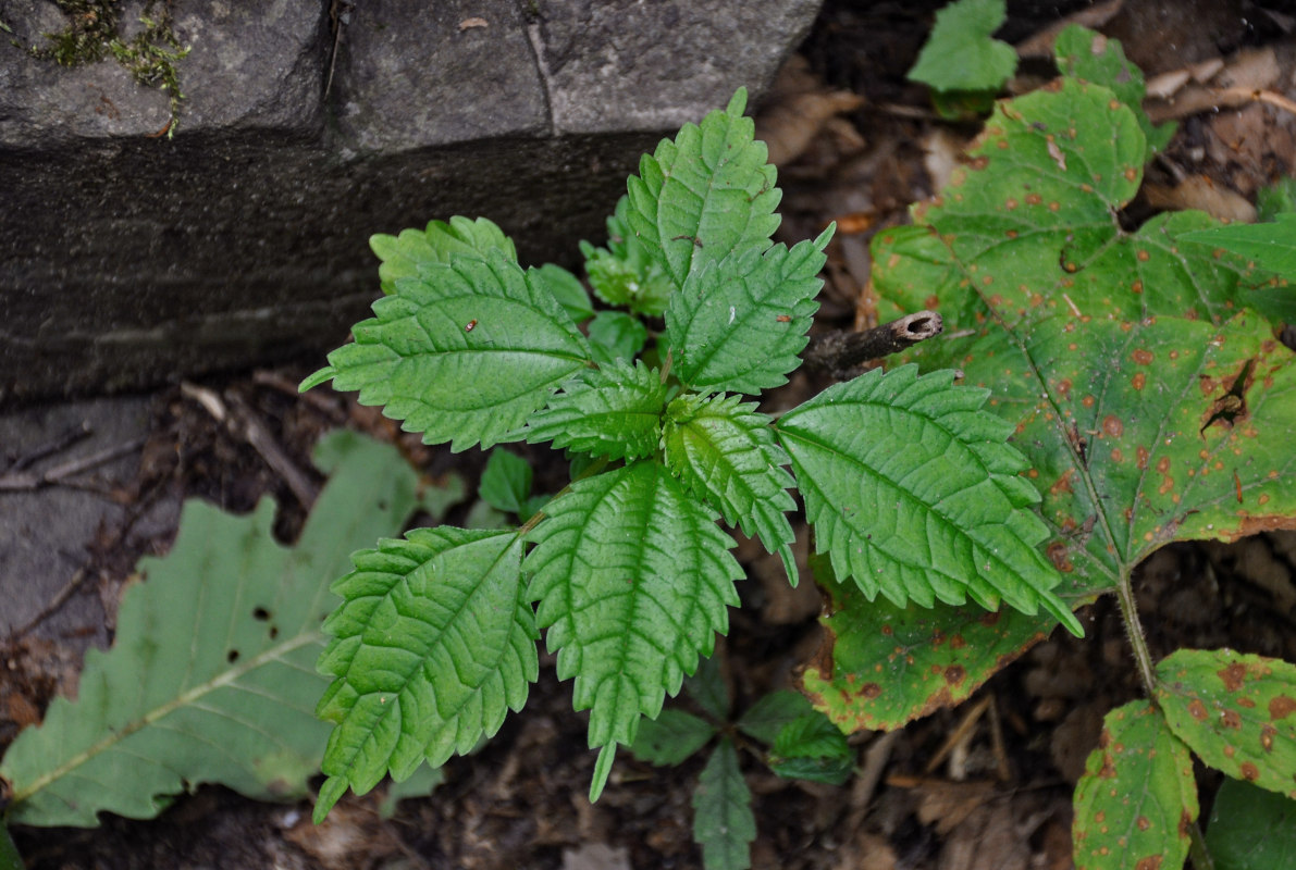 Image of Pilea mongolica specimen.