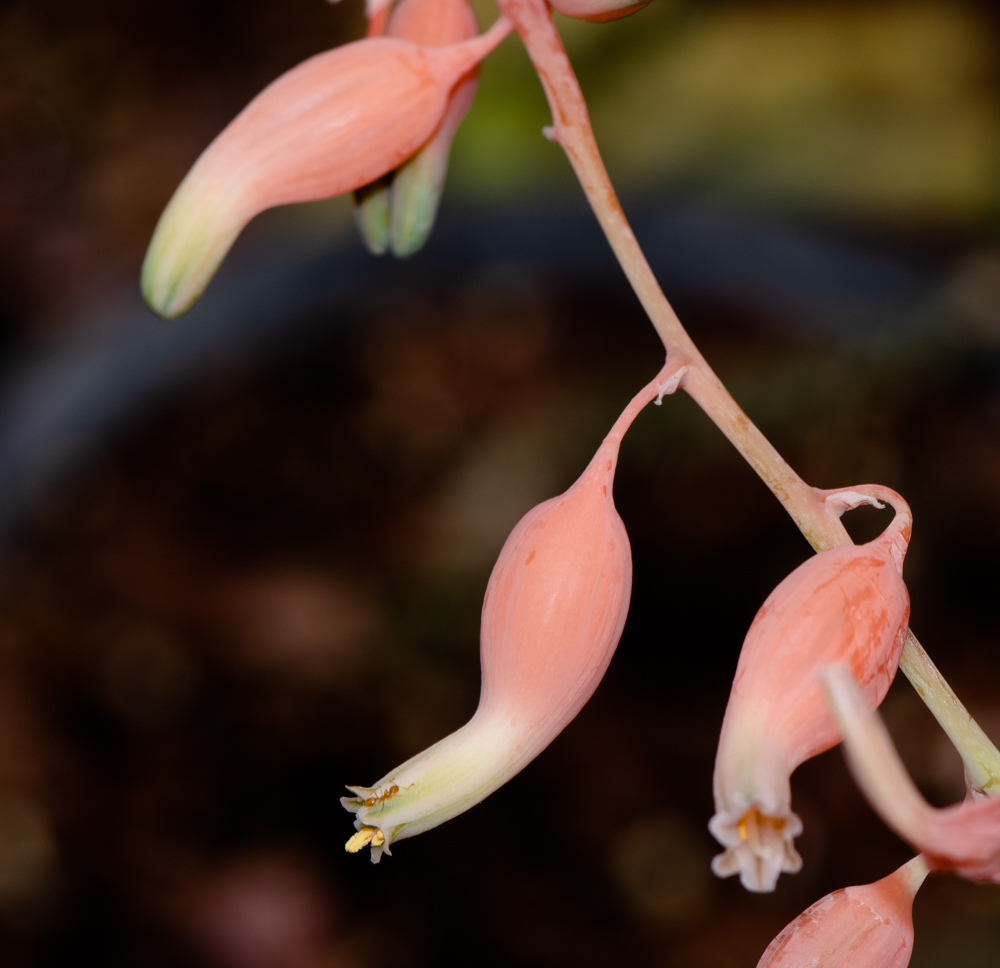 Изображение особи Gasteria obliqua.